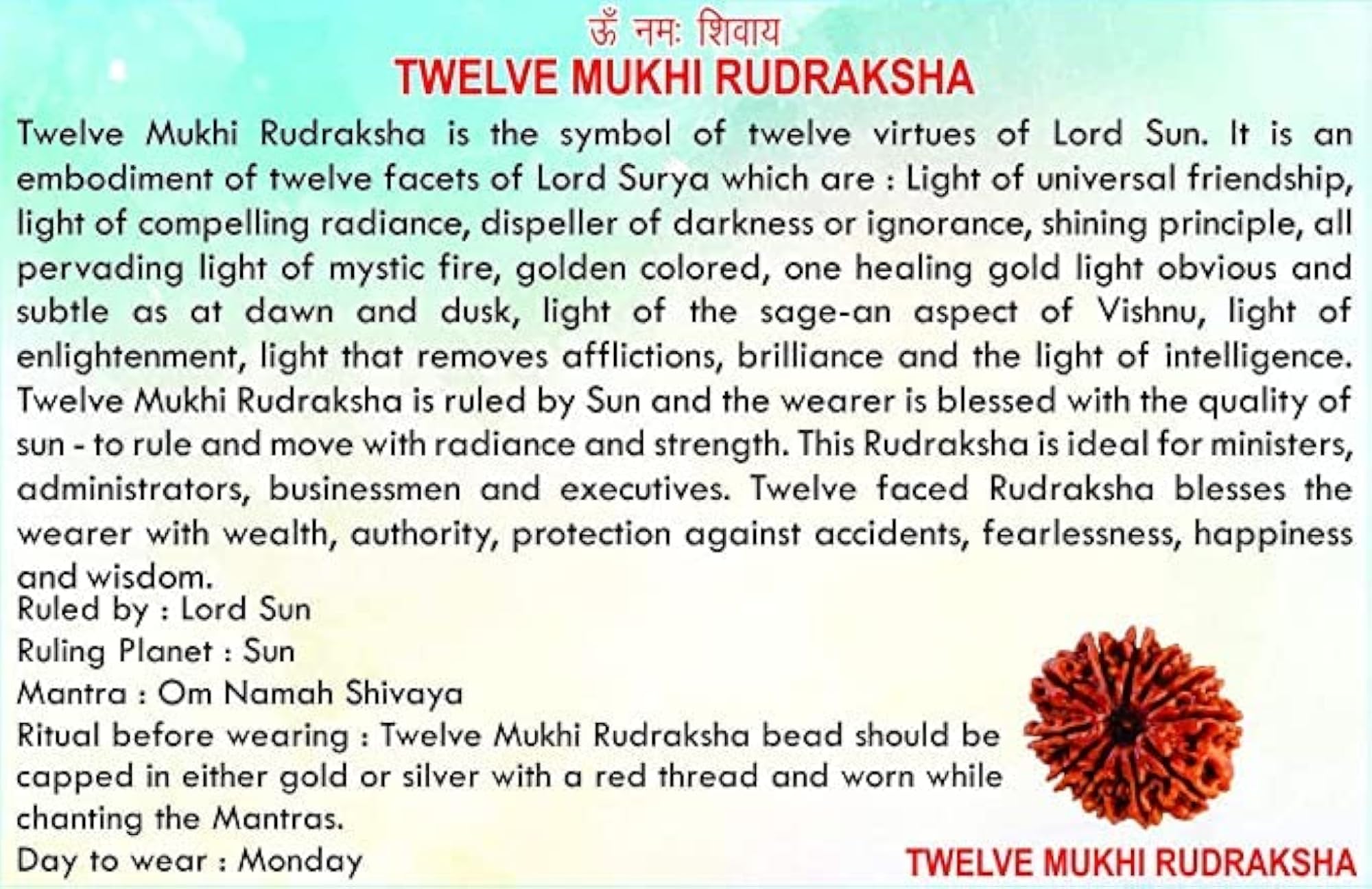 Natural 12 Mukhi Twelve Faced Nepali Rudraksh
